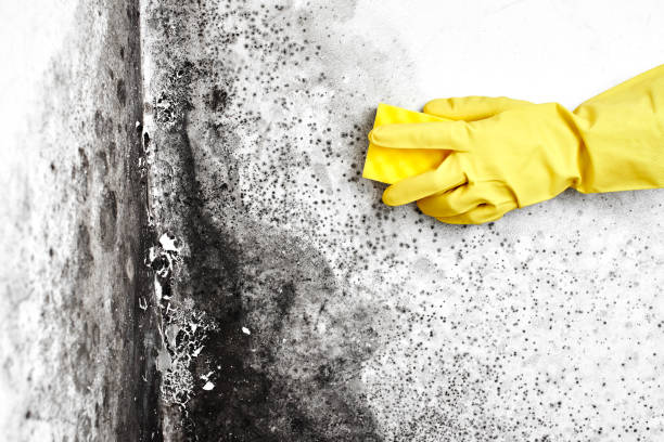 Professional Mold Removal in Ithaca, MI