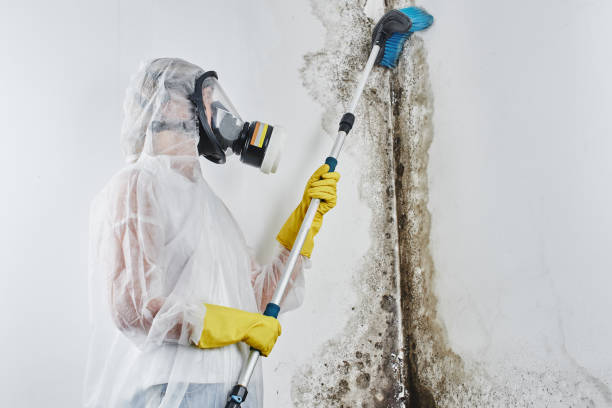 Best Commercial Mold Removal  in Ithaca, MI