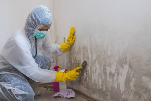 Best Office Mold Removal Services  in Ithaca, MI