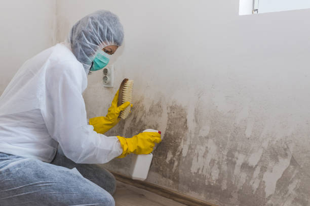 Best Professional Mold Removal  in Ithaca, MI