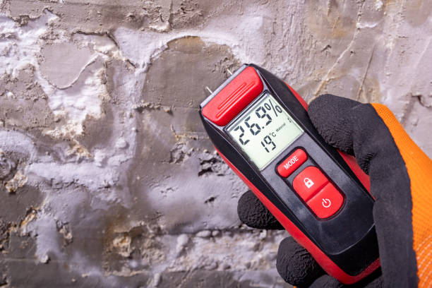 Best Mold Removal and Inspection  in Ithaca, MI