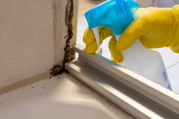 Best Black Mold Removal  in Ithaca, MI