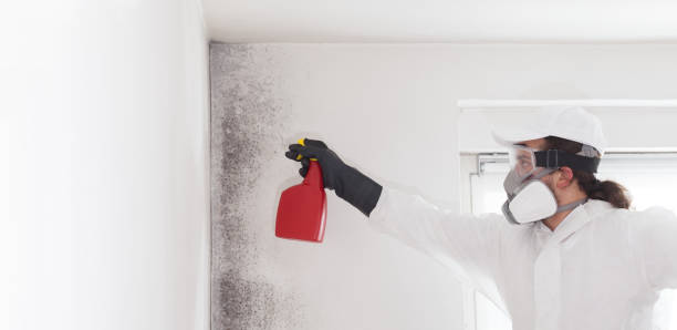 Best Same-Day Mold Removal  in Ithaca, MI