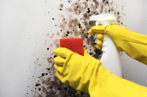 Best Fast Mold Removal  in Ithaca, MI