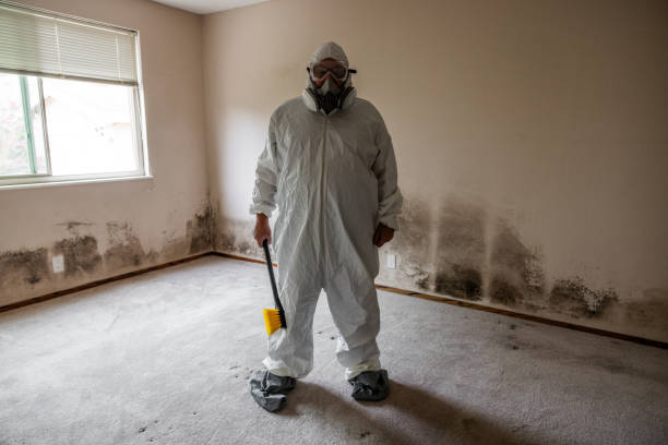 Best Mold Removal Specialists  in Ithaca, MI