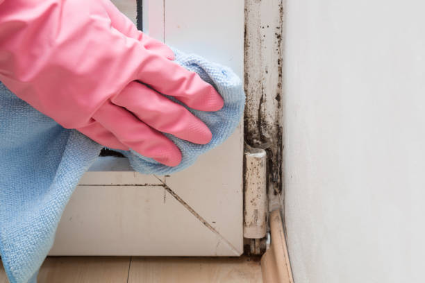 Best Mold Testing  in Ithaca, MI