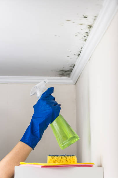 Best Local Mold Removal Service  in Ithaca, MI