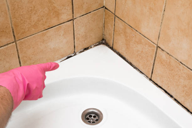 Best Crawl Space Mold Removal  in Ithaca, MI